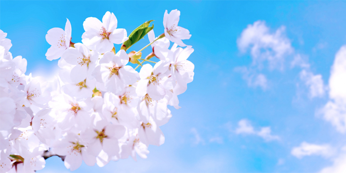 さいたま市緑区の花　サクラ