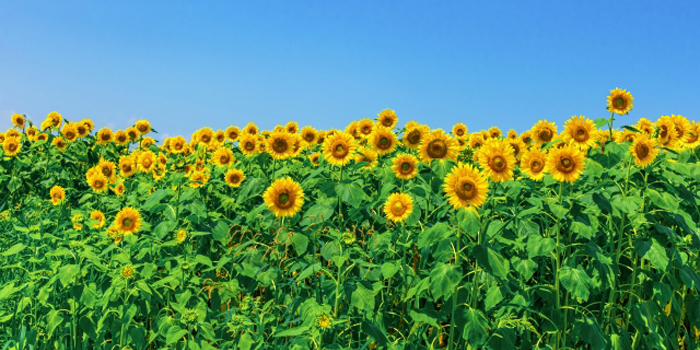 さいたま市南区の花　ヒマワリ