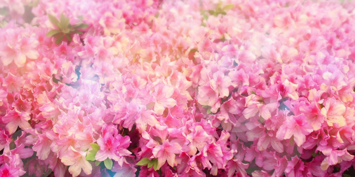 埼玉県桶川市の花 ツツジ