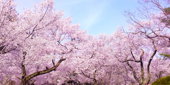 さいたま市大宮区の花　サクラ