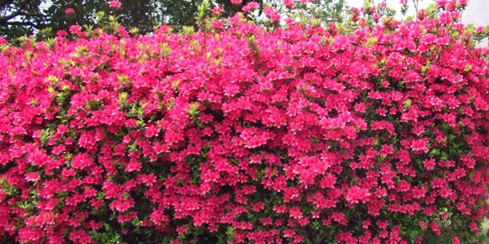 埼玉県坂戸市の花 サツキ