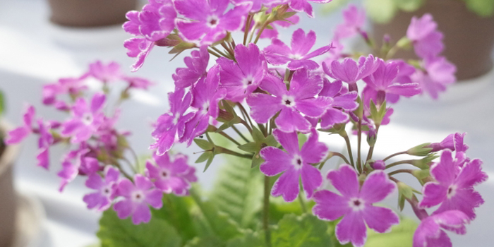 岩手県宮古市の花　ハマギク