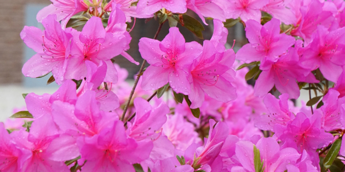 埼玉県狭山市の花 つつじ