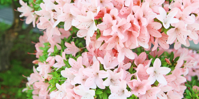 埼玉県志木市の花 ツツジ