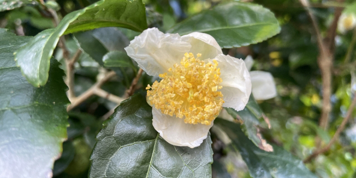 埼玉県所沢市の花　茶の花（白）