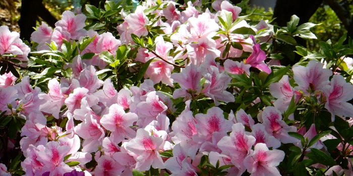 埼玉県鶴ヶ島市の花 つつじ