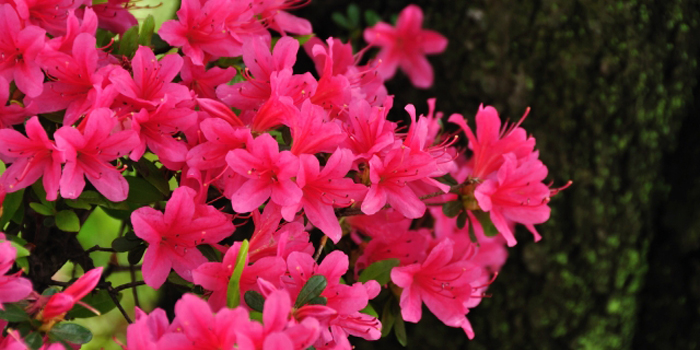 埼玉県蕨市の花　サツキ