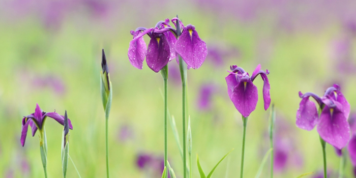 堺市の花　ハナショウブ