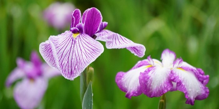 堺市の花　ハナショウブ