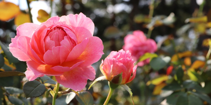 札幌市白石区の花　バラ
