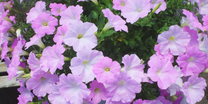 札幌市豊平区の花 ペチュニア