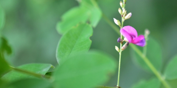 仙台市の花　萩