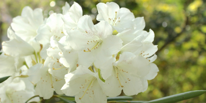 滋賀県の花　シャクナゲ