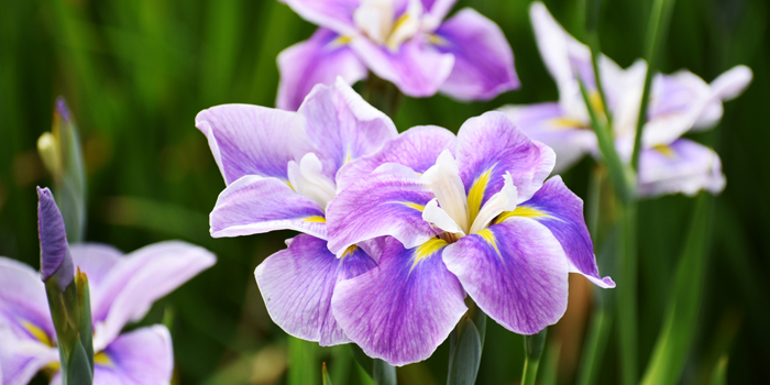 滋賀県彦根市の花 はなしょうぶ