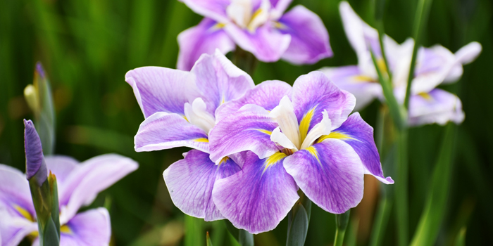 滋賀県彦根市の花　はなしょうぶ