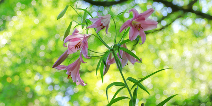 滋賀県甲賀市の花　ササユリ