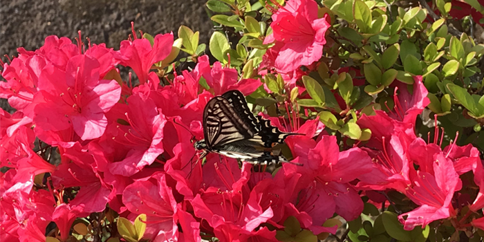 滋賀県湖南市の花　サツキ