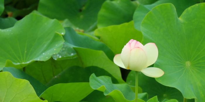 滋賀県守山市の花　ハス