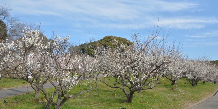 滋賀県長浜市の花　梅