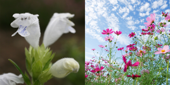 滋賀県近江八幡市の花　ムシャリンドウ（初夏の花）コスモス（秋の花）