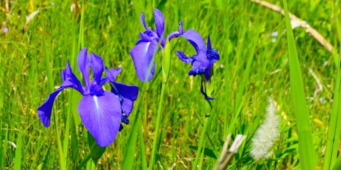 滋賀県高島市の花　カキツバタ