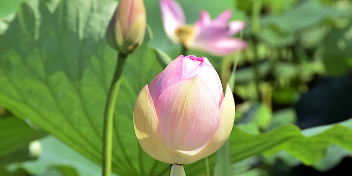 滋賀県野洲市の花　ハス