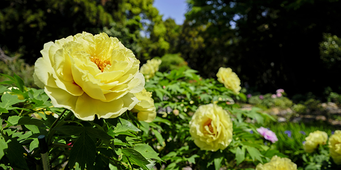 島根県の花　ぼたん