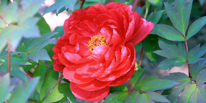 島根県の花　ぼたん