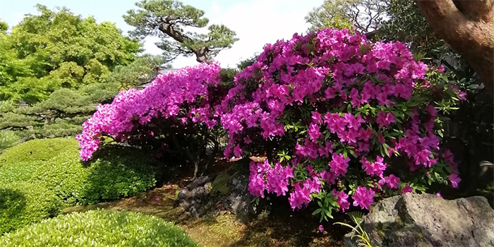 島根県江津市の花　ツツジ