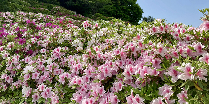 島根県浜田市の花　つつじ