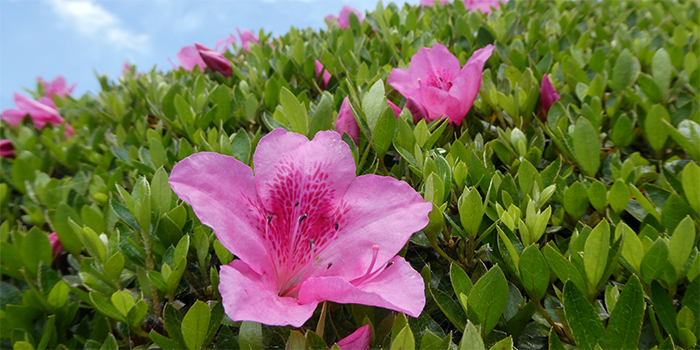 島根県川本町の花　サツキ