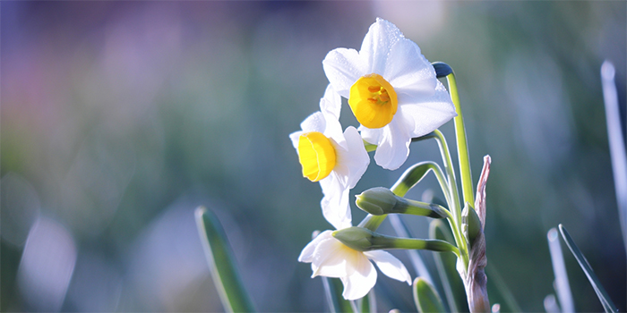 島根県益田市の花　スイセン