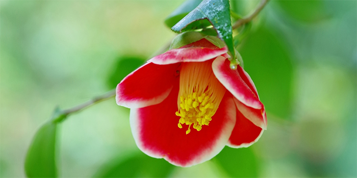 島根県松江市の花　ツバキ