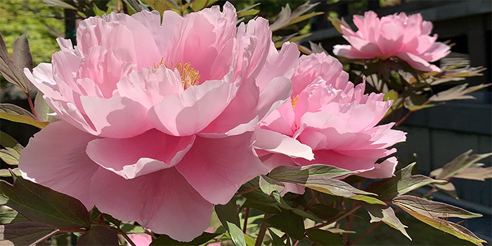 島根県の花　ボタン