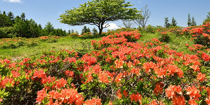 島根県大田市の花　れんげつつじ