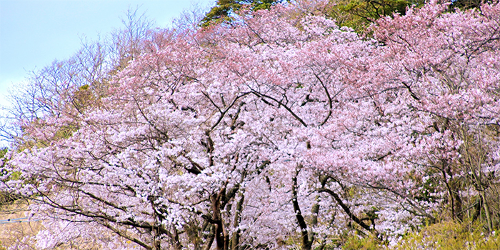 島根県邑南町の花　桜