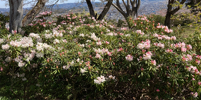 島根県隠岐の島町の花　しゃくなげ