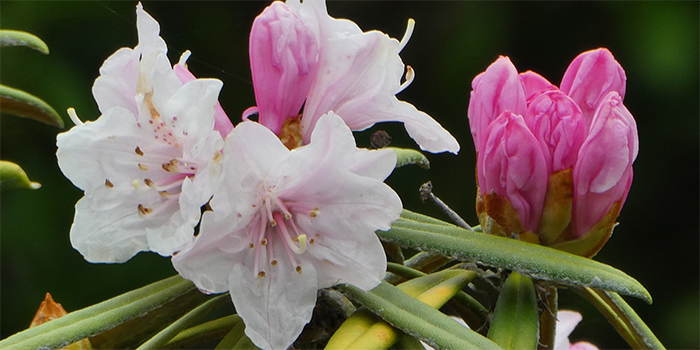 島根県奥出雲町の花 シャクナゲ