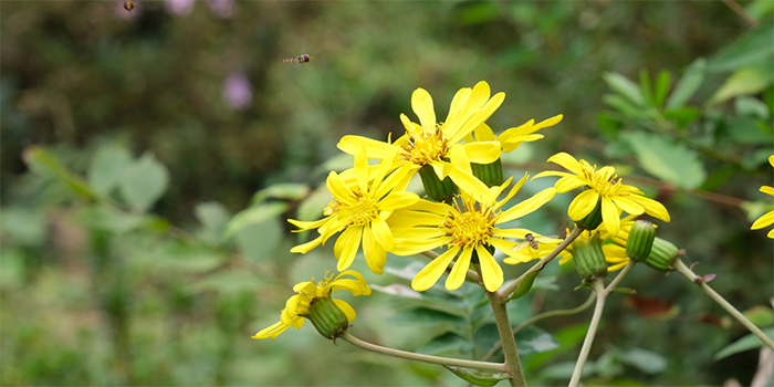 島根県津和野町の花　ツワブキ