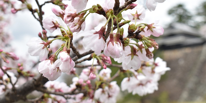 島根県雲南市の花　さくら