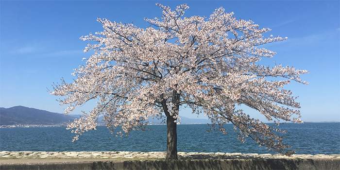 島根県安来市の花　さくら