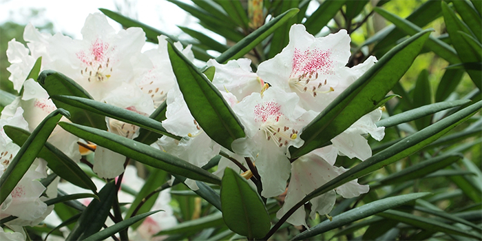 島根県吉賀町の花　シャクナゲ