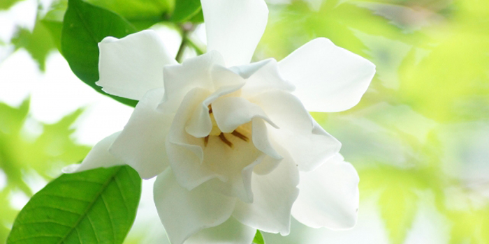 静岡県湖西市の花 クチナシ
