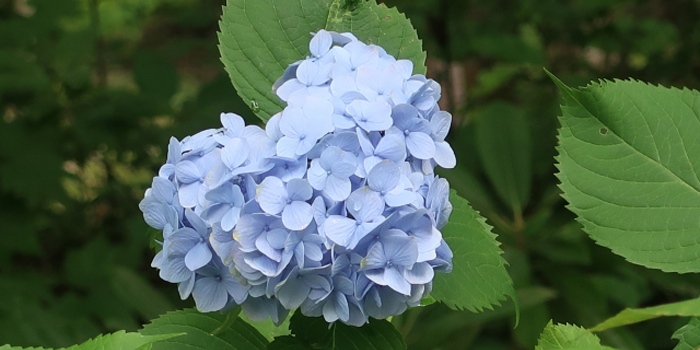 静岡県牧之原市の花　アジサイ