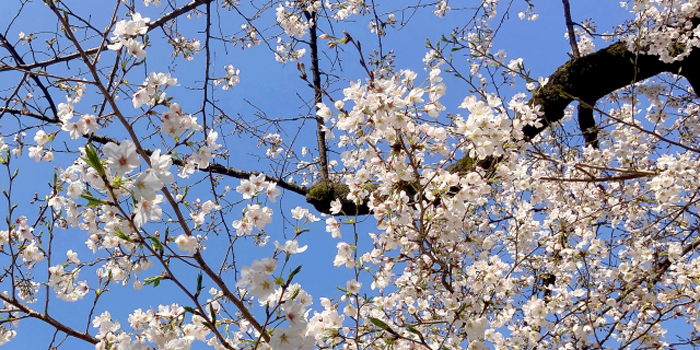 静岡県三島市の花　ミシマザクラ