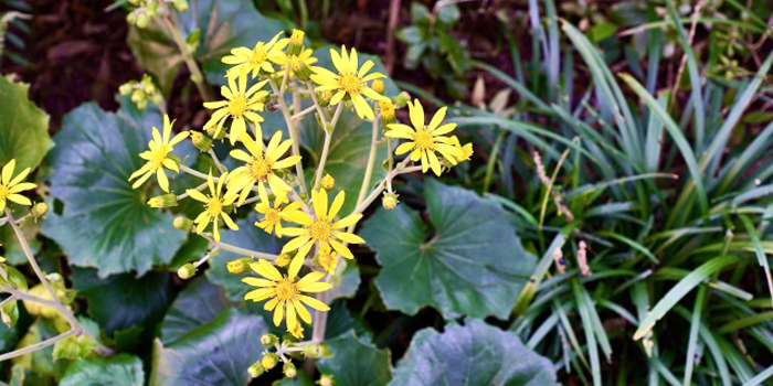 賀茂郡西伊豆町の花　ツワブキ