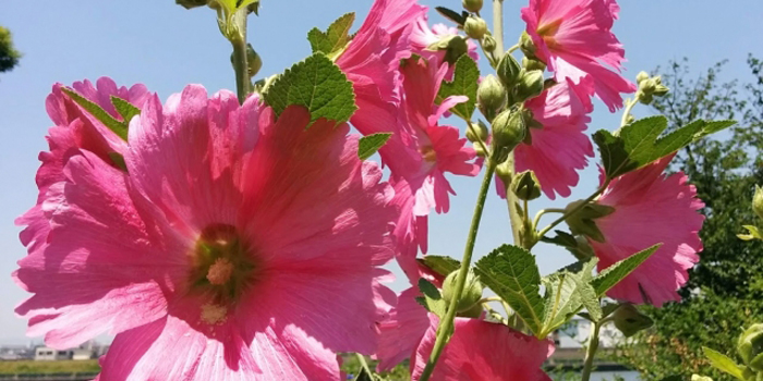 静岡市の花　タチアオイ