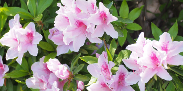 静岡県焼津市の花 サツキ