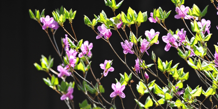 栃木県の花 やしおつつじ