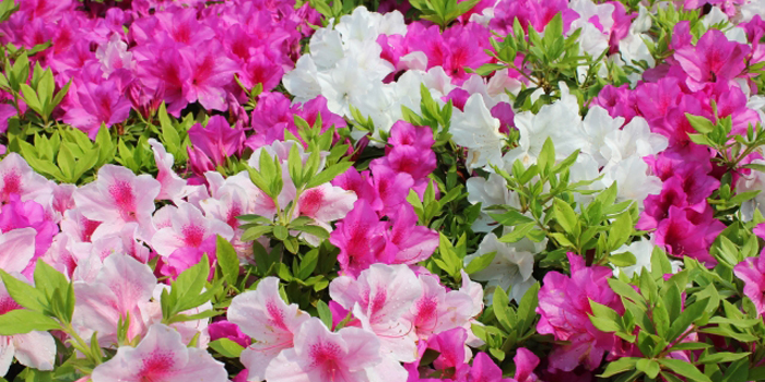 栃木県足利市の花 つつじ